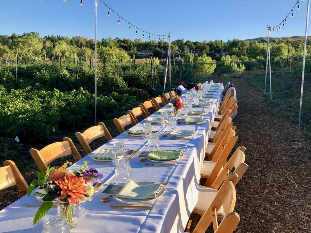  A long table with white tablecloth and wooden chairs in a farm field with lights above 