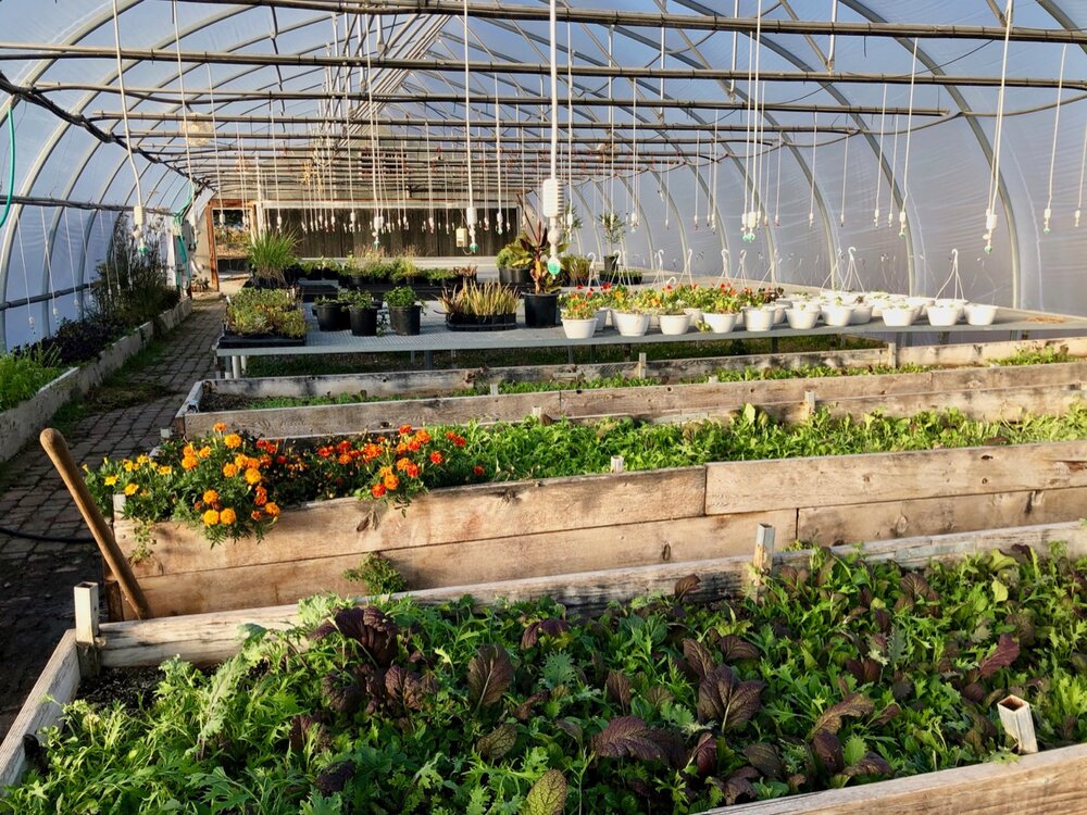  View inside a greenhouse with rows of plants and sprinklers above 