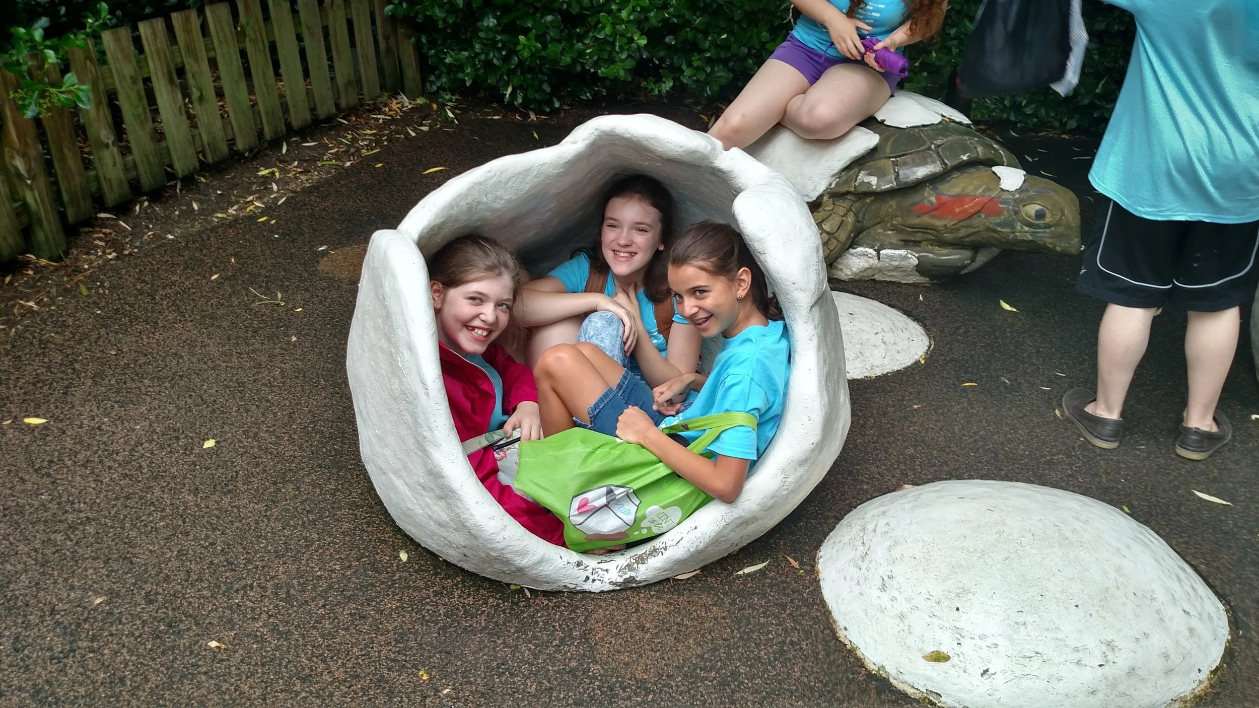 Turtle Shell.jpg