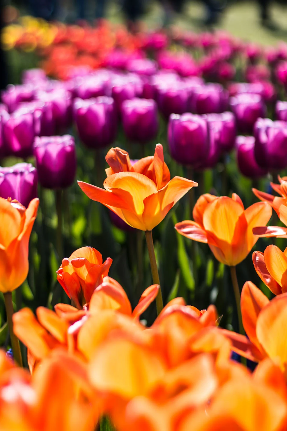Tulip-Festival-Seattle-Photography-1873.jpg