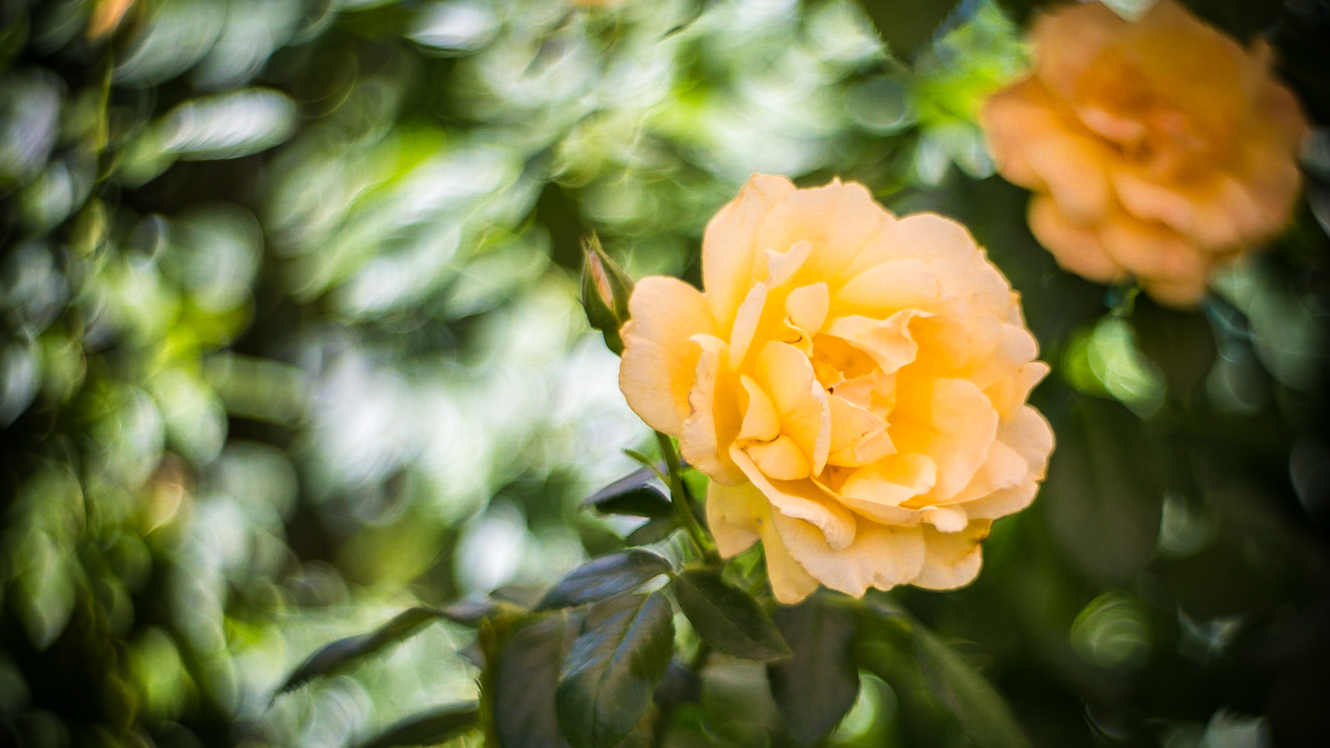20140621_123810_SeesTheDay_00001.jpeg