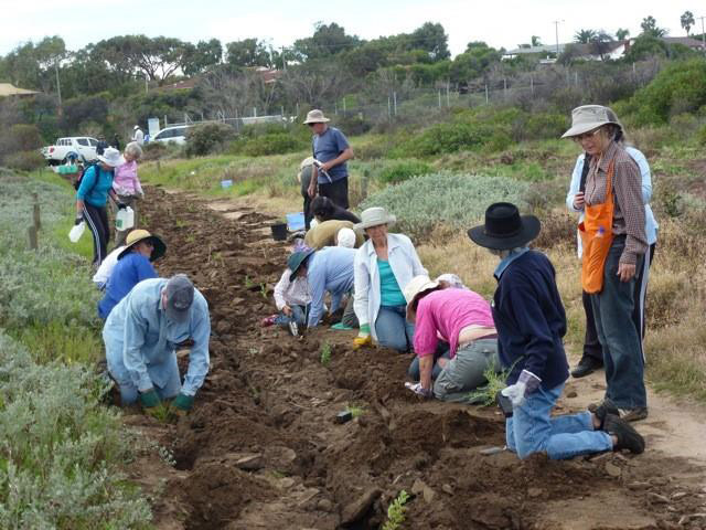 2014 Grants: Members of the Friends of Bluff Point and other volunteers work together to rehabilitate vegetation bordering the Chapman River Estuary.