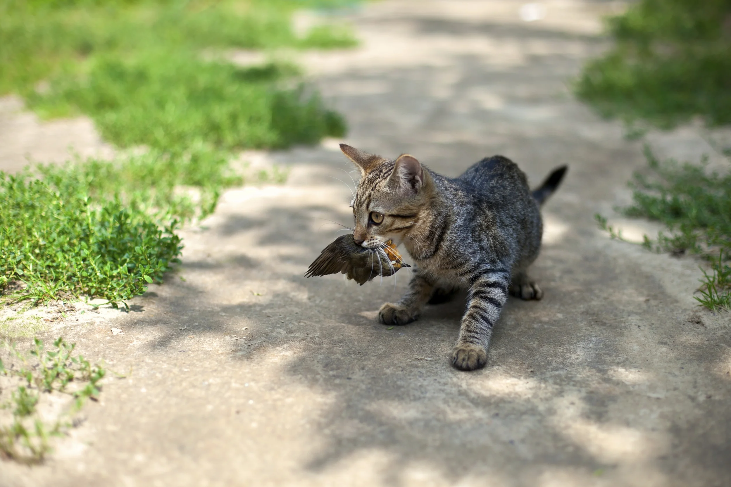 Push for 24hr cat curfew