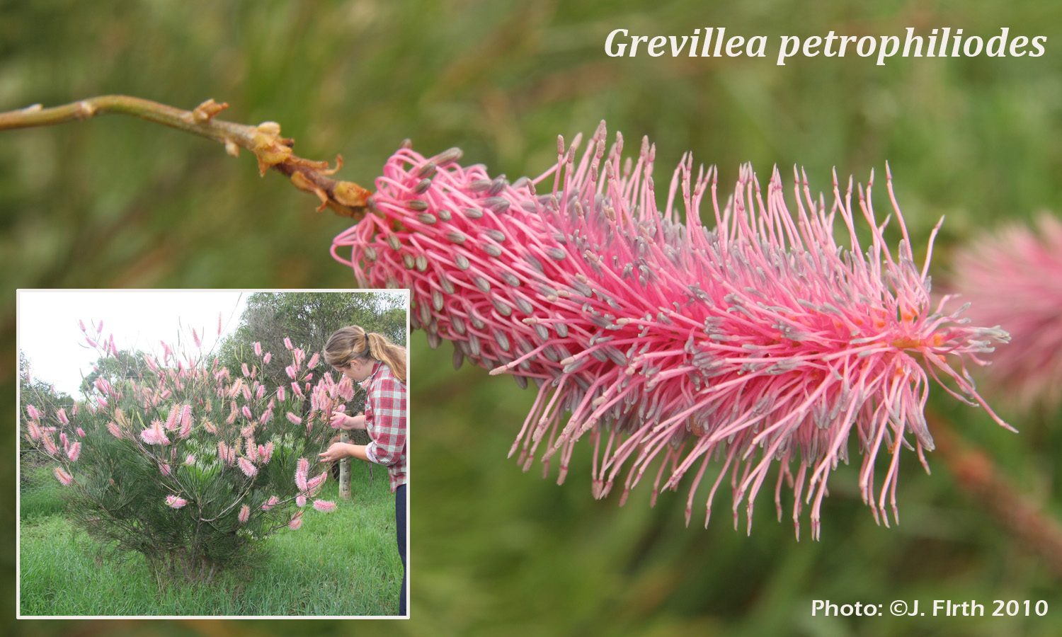 Grevillea petrophiliodes