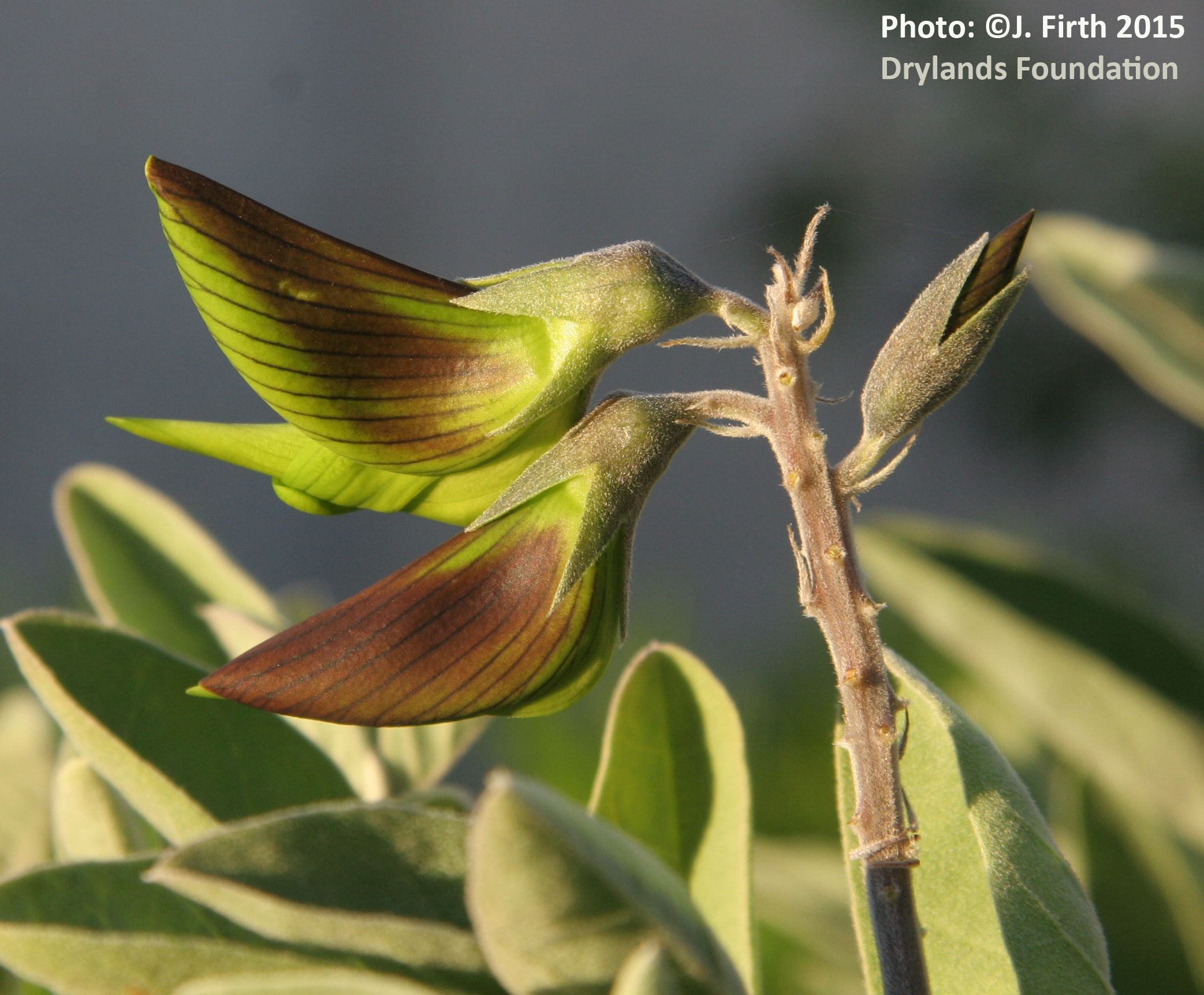 Crotalaria cunninghamii