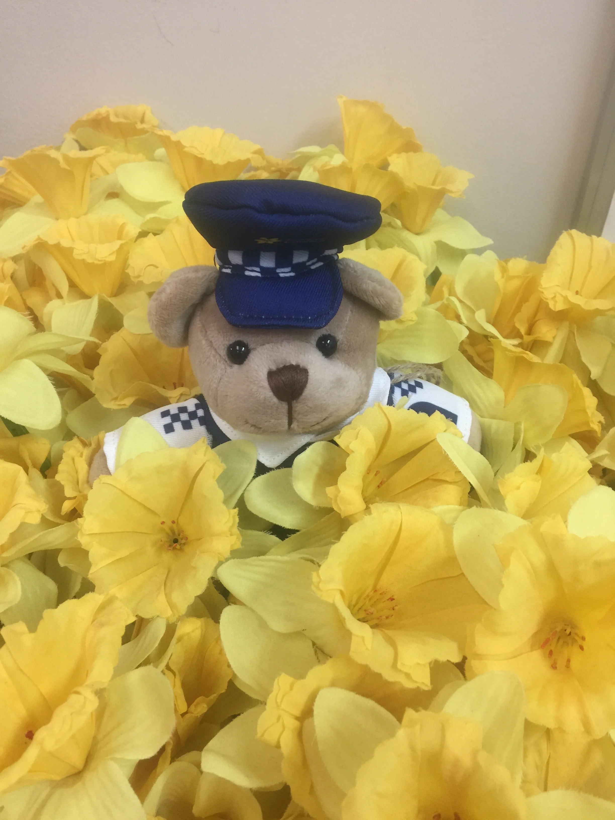 17967424_Dougal bear.jpg