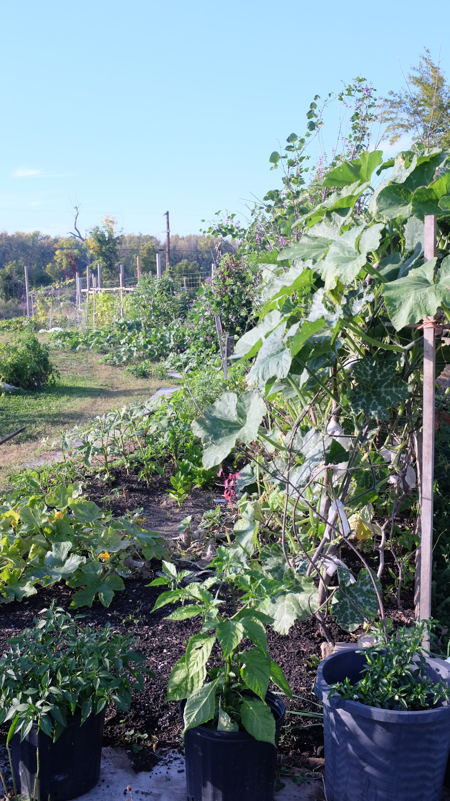 RiverCityGarden_Fall2014-30.jpg