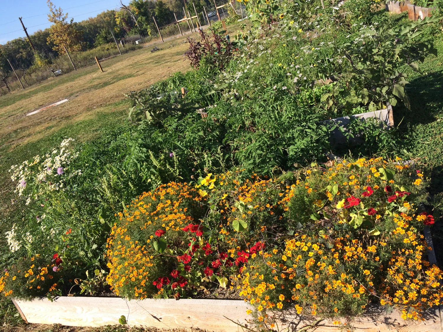 RiverCityGarden_Fall2014-34.jpg