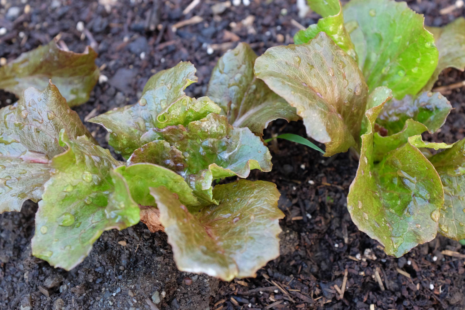 RootsRebelsGardenClub-25.jpg