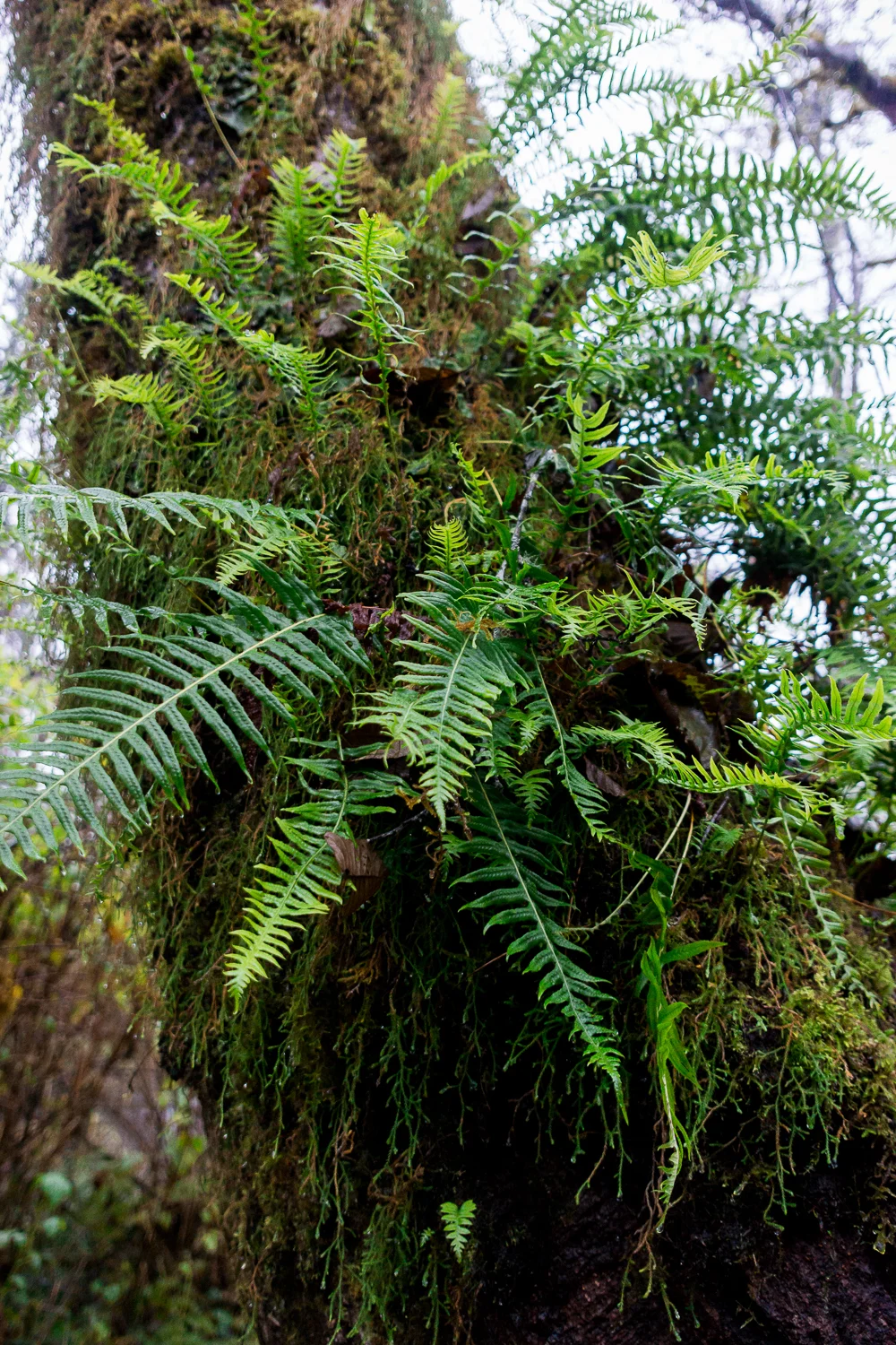 Lake Quinault-20121117 | 0005.jpg