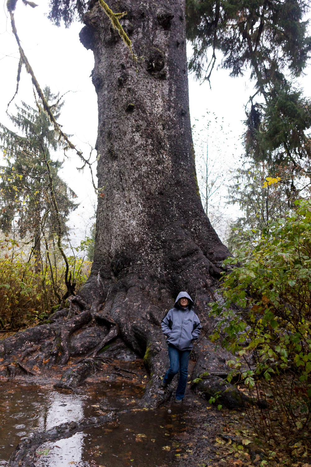 Lake Quinault-20121117 | 0011.jpg