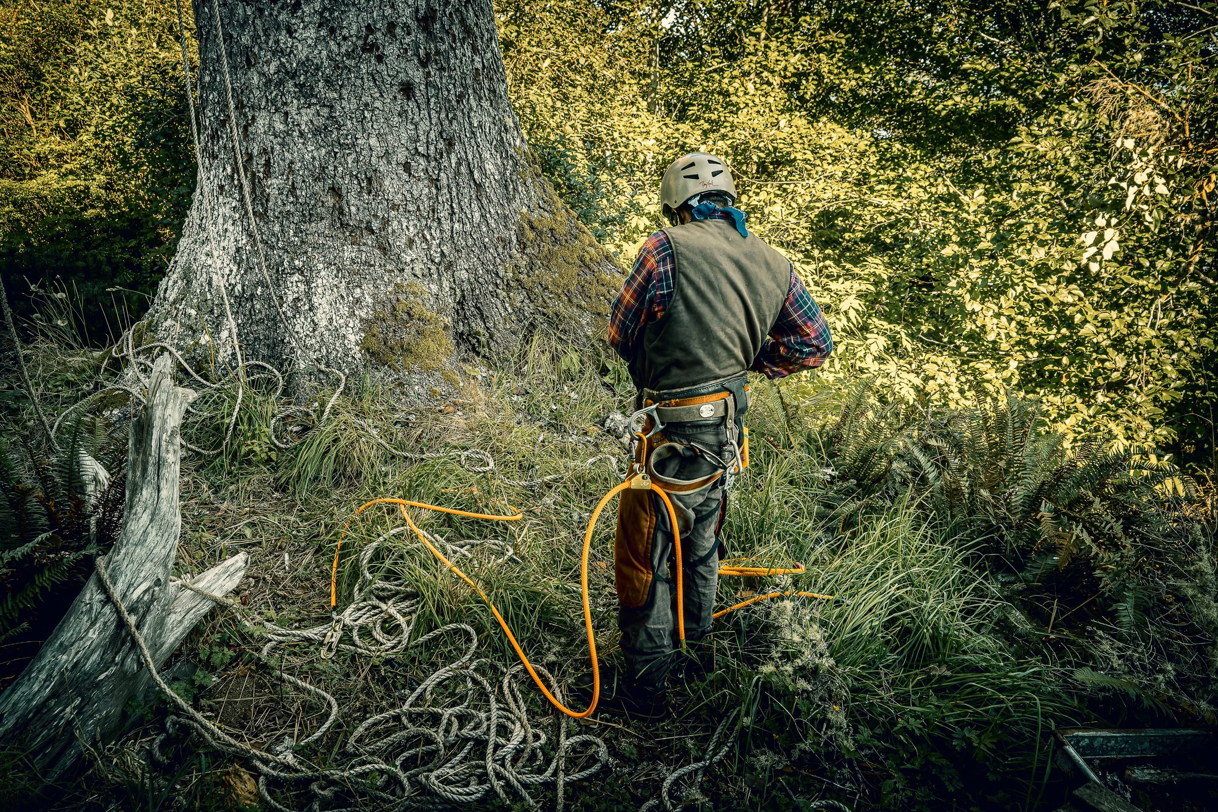 Tree Trimming -20220806 | 0061-RAF_DxO_DeepPRIME.jpg