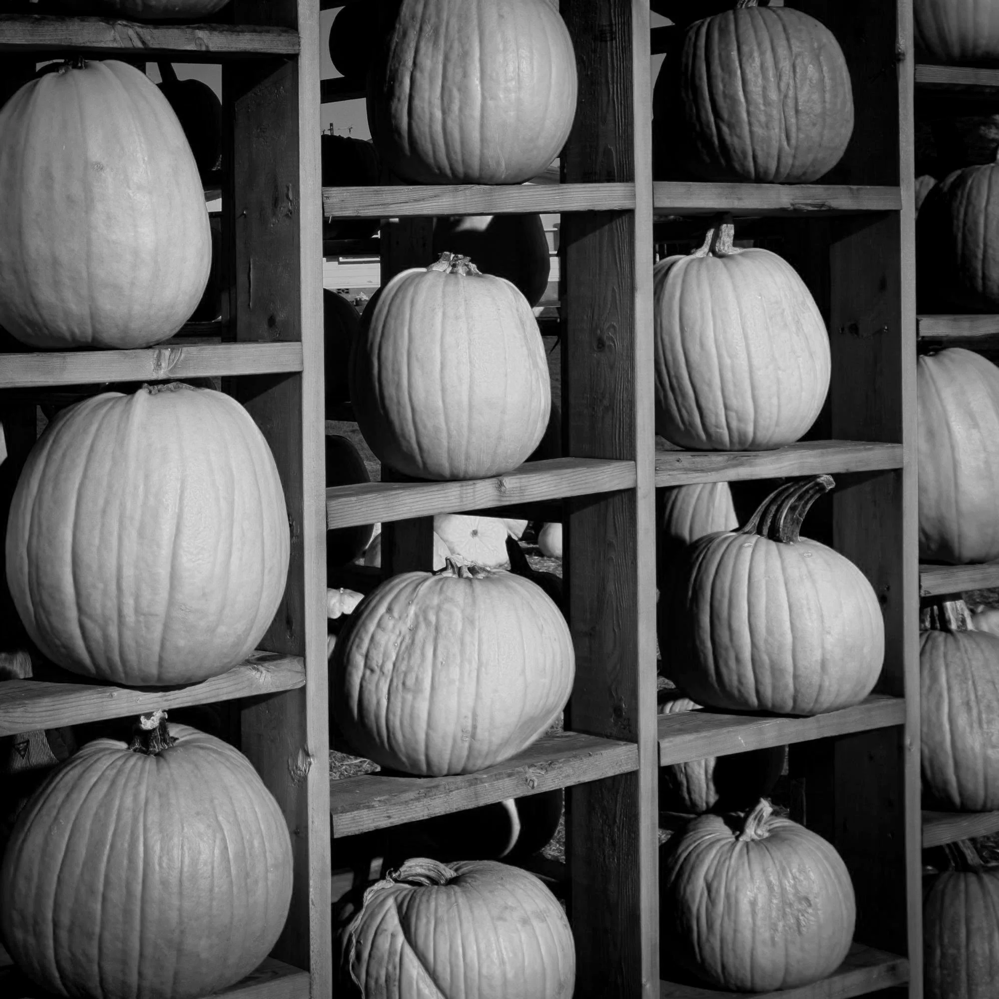 October+Days+-20231029+%7C+0842.jpg