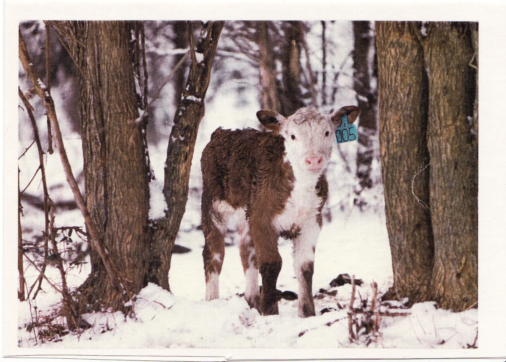 Coley Christmas card 1980