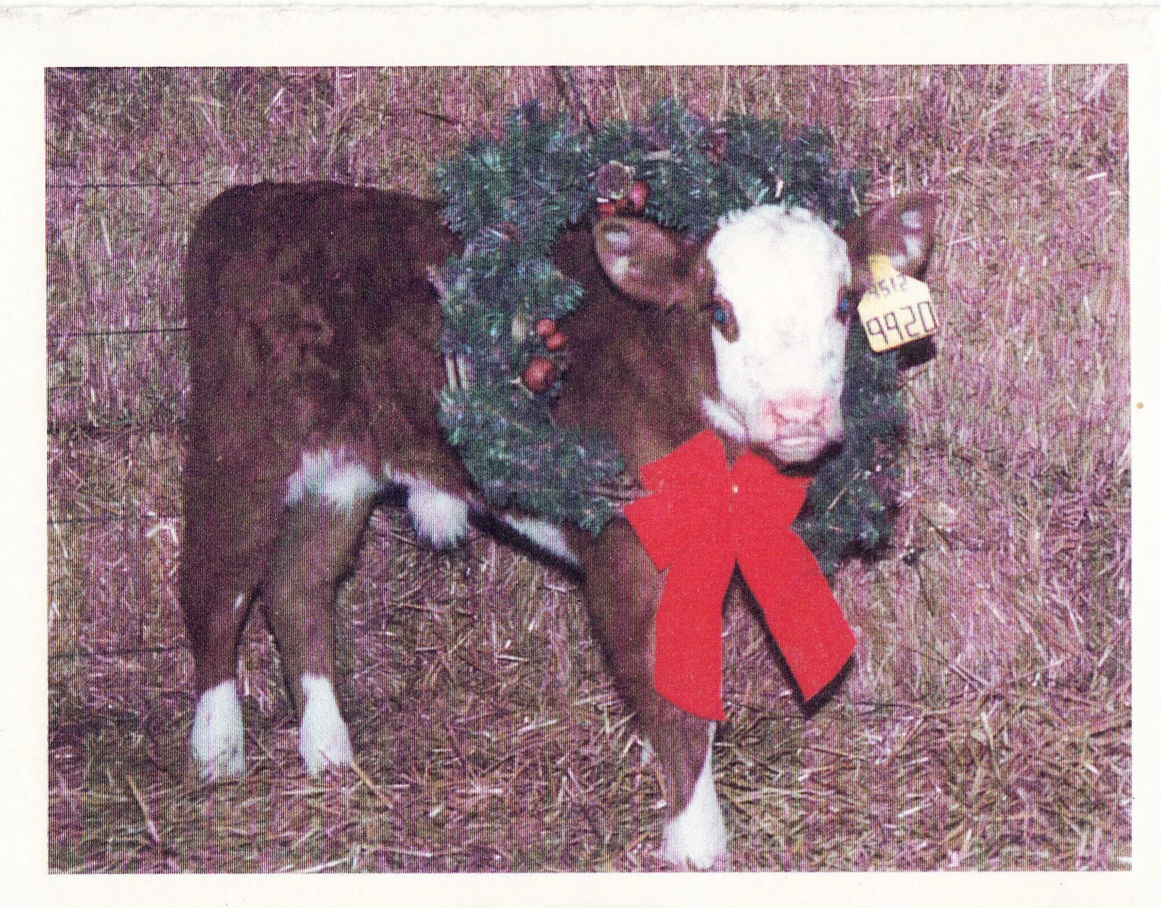 Coley Christmas card 1999
