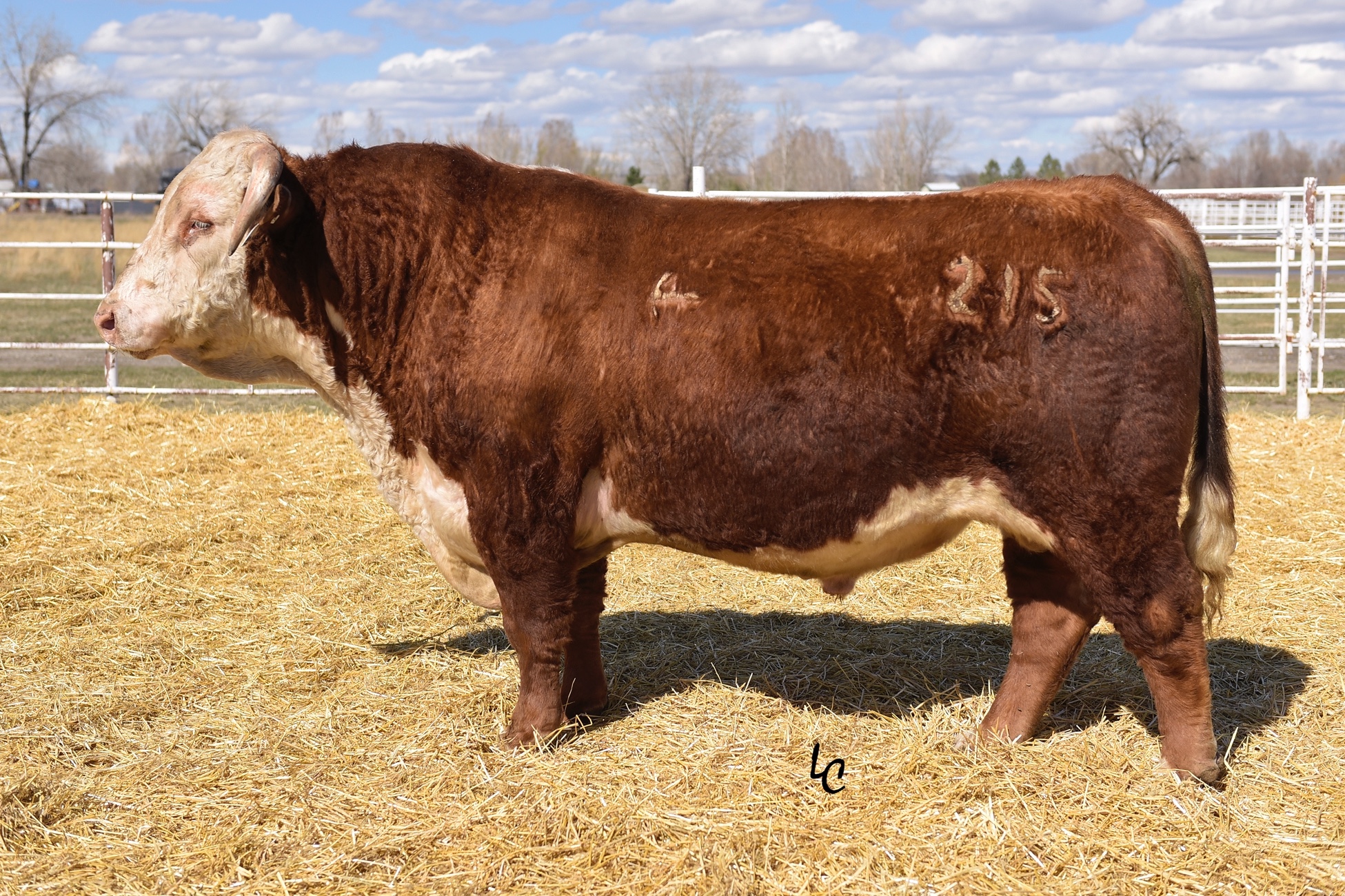 5215’s sire - CL 1 DOMINO 215z