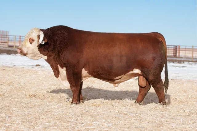 727E’s sire - HH ADVANCE 3006A