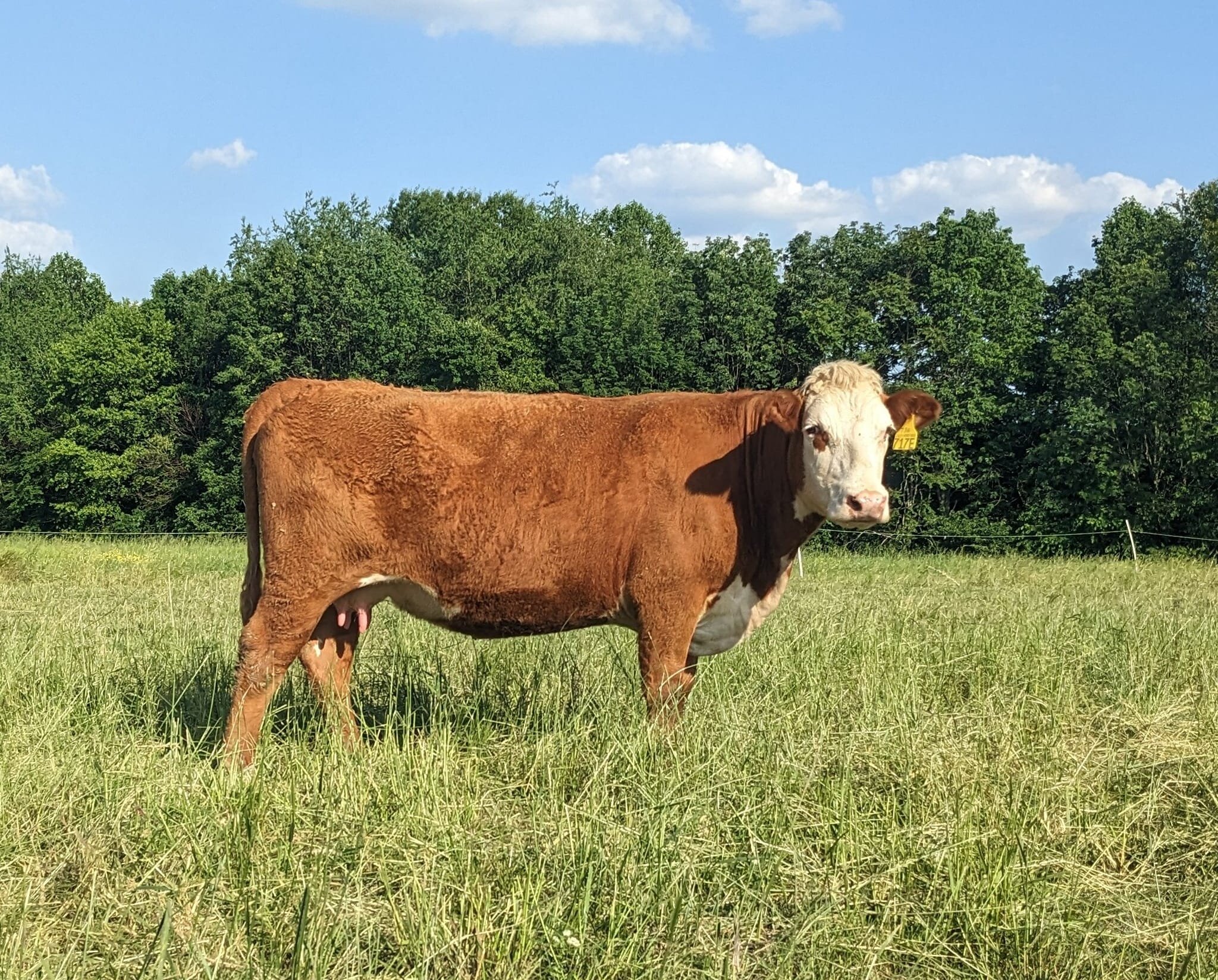 717E is one of the cows in a group that we have for sale. She has a nice daughter of HH ADVANCE 3297A that we are keeping to replace her. Her 12 year old dam is still raising one of our best calves every year. Many generations of Coley Herefords behi