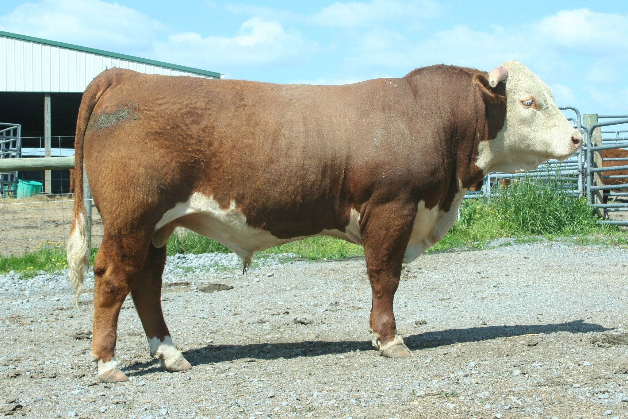 JC L1 DOMINO 942G 2108

Here is a good herd sire prospect that's in the top 15% on calving ease and birth weight. Top 18% on carcass traits and great on maternal. PLUS he looks the part. 
Semen tested, BVD PI tested with genomic EPDs for maximum TAEP