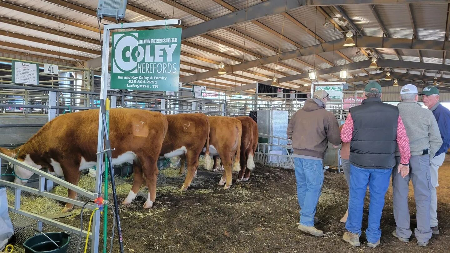 We hope to see everyone in Lebanon tomorrow for the TN Beef Agribition! The Hereford sale starts at 11:30am, so get there early to see all the lots up for bidding. To learn more about our two heifers, go to the link in our bio.