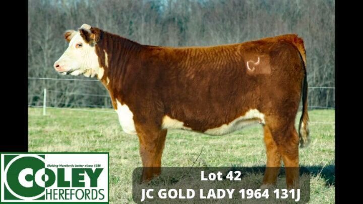Our second heifer that will be available at Agribition is LOT 42 - JC GOLD LADY 1964 131J. This stylish heifer is sired by the best son of Golden Oak Outcross that I have seen. He was the Champion Bull at the TN State Fair and the State Hereford show