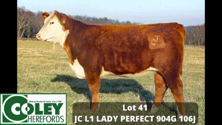 The Tennessee Beef Agribition is coming up this weekend! The first of our two lots for Agribition is LOT 41 - JC L1 LADY PERFECT 904G 106J. Her sire, All Around, has sired several standout calves for us. This heifer is in the top 5% of the breed on C
