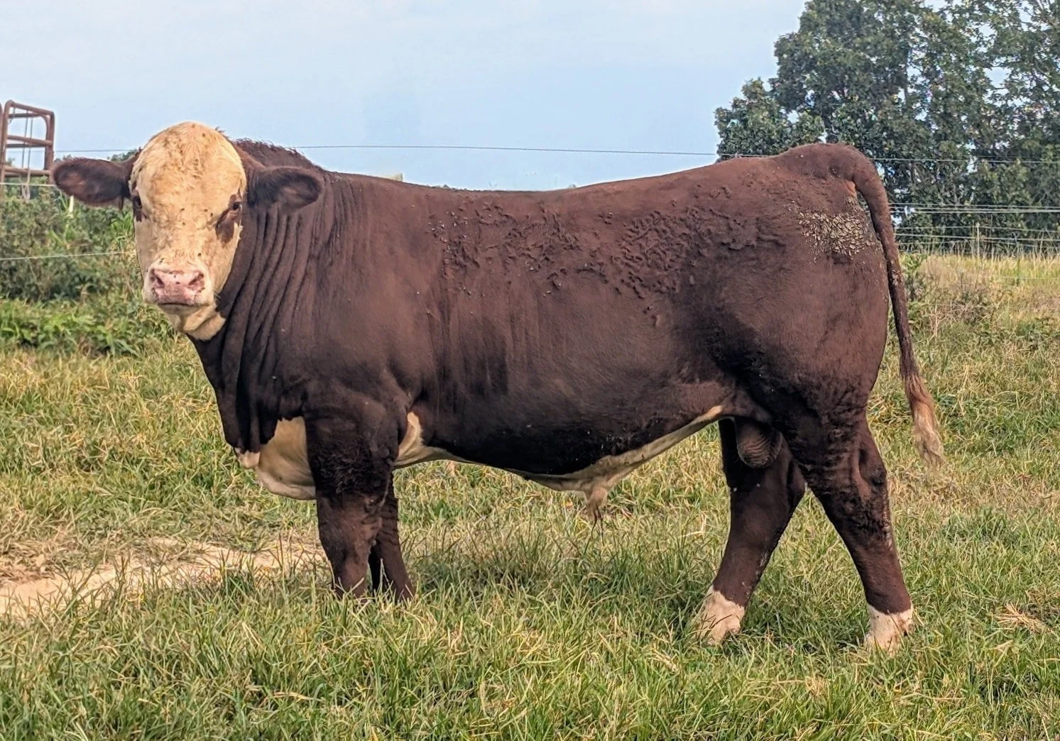 JC HOUSTON H086 406M
Location: Coley Herefords, Lafayette TN 
Homo polled 
Houston son out of an Encore mother. 
4.1 ced
2.2 bw
81 ww 
133 yw
417  bmi
173 chb
Probably the most powerful bull that we have raised.
Will be part of our private treaty off