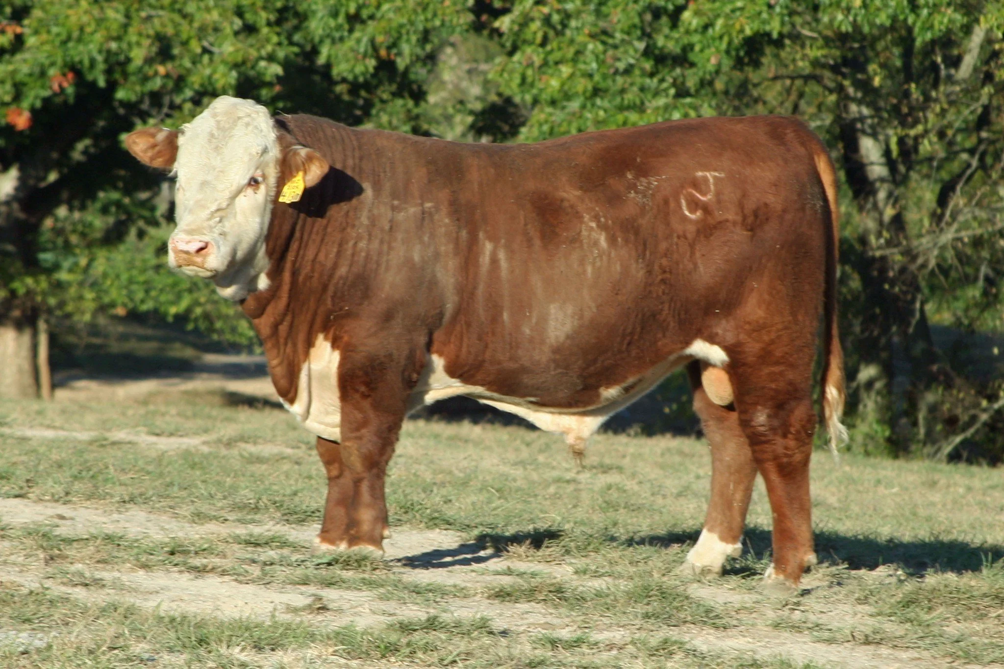 Coley Herefords Private treaty bull sale is in progress.  Both horned &amp; polled bulls are available. Get us your email address and we will send you a data sheet on the bulls that we currently have for sale.  Thanks for your interest in Coley Heref