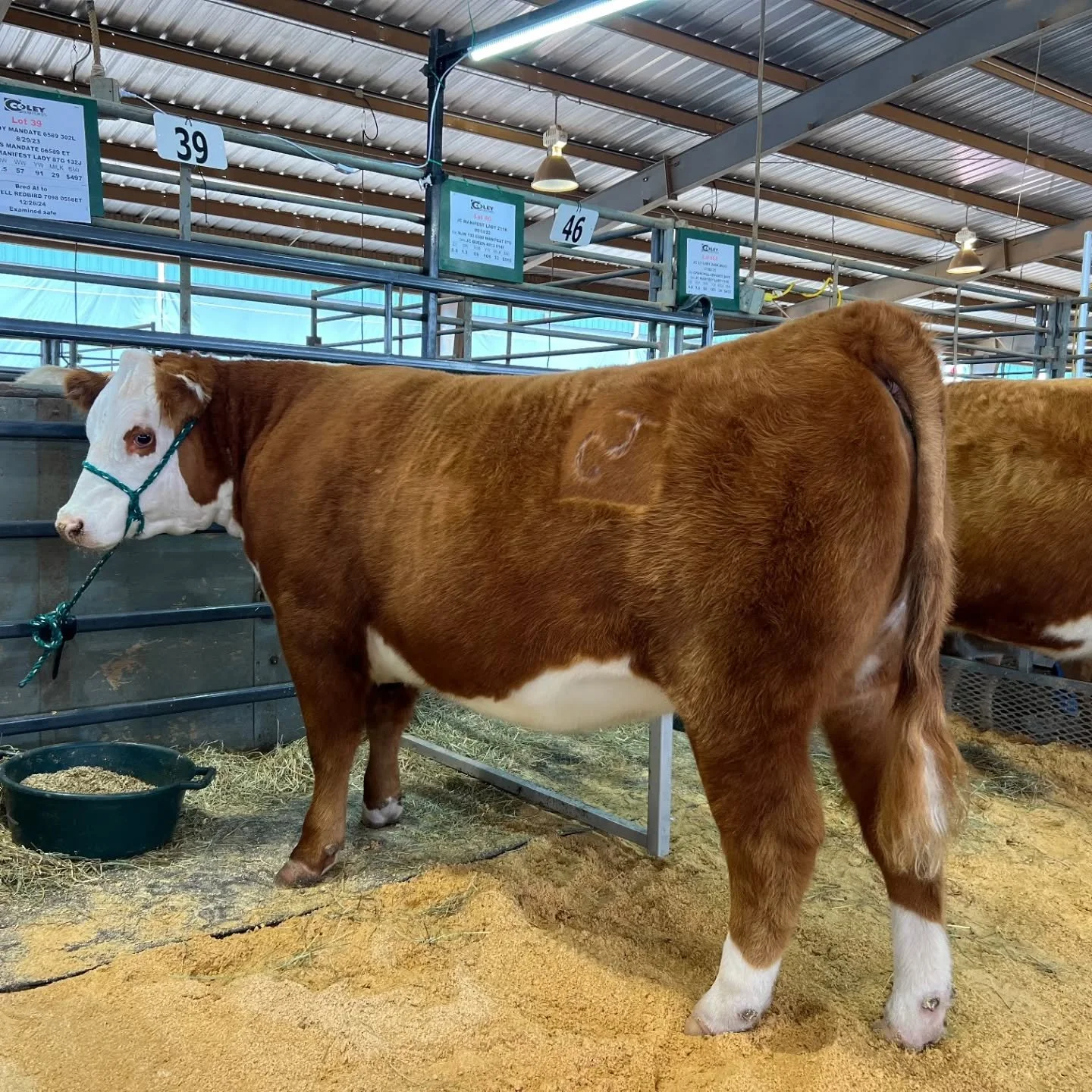 The Tennessee Agribition Hereford sale will be at 11:30 this morning in Lebanon. We have 2 great lots up for bidding including this great looking bred heifer. If you can't make it to Lebanon, you can watch and bid online at www.liveauctions.tv.