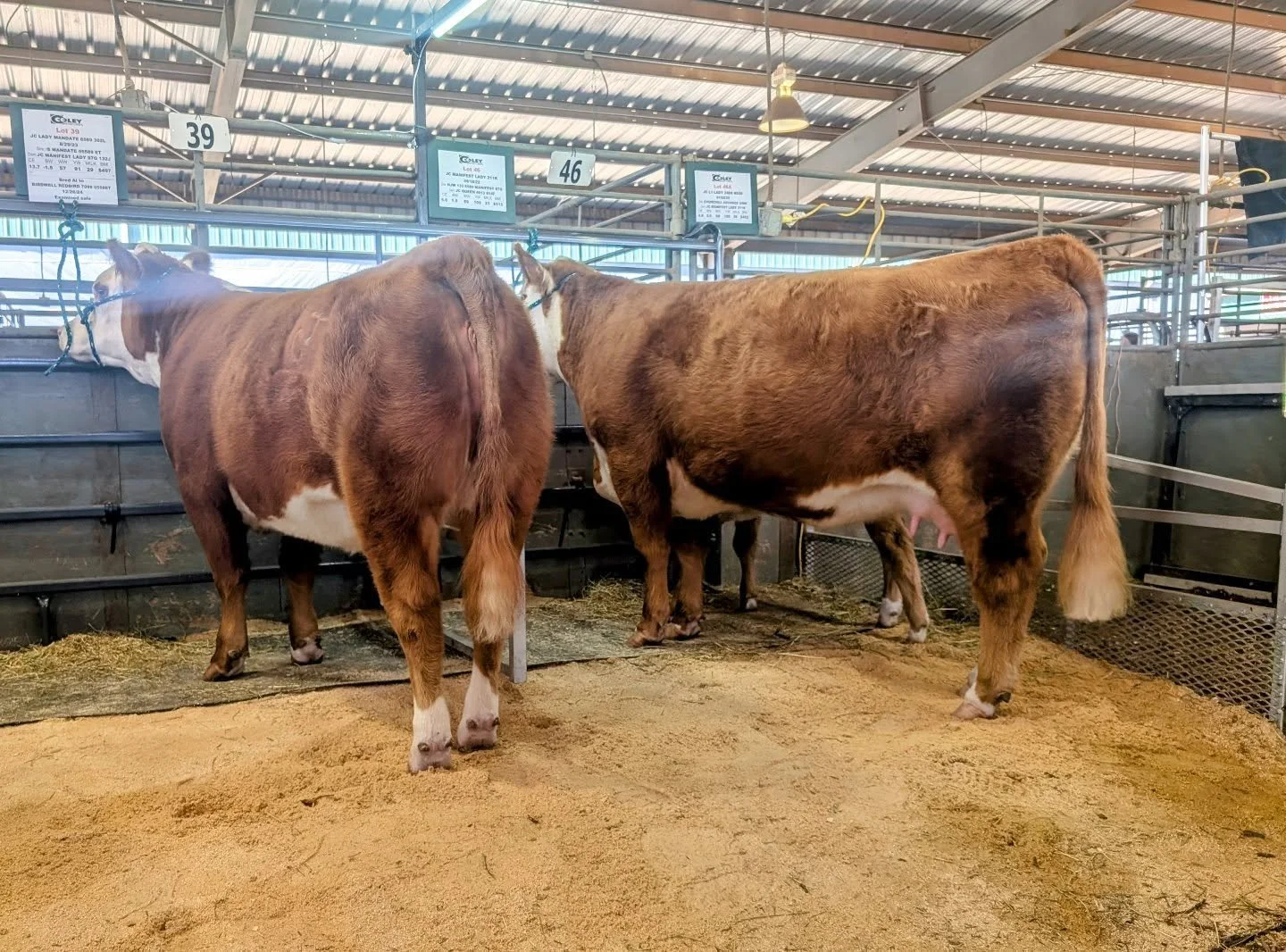 The Agribition Hereford sale is starting now! Watch online at LiveAuctions.TV to bid.
