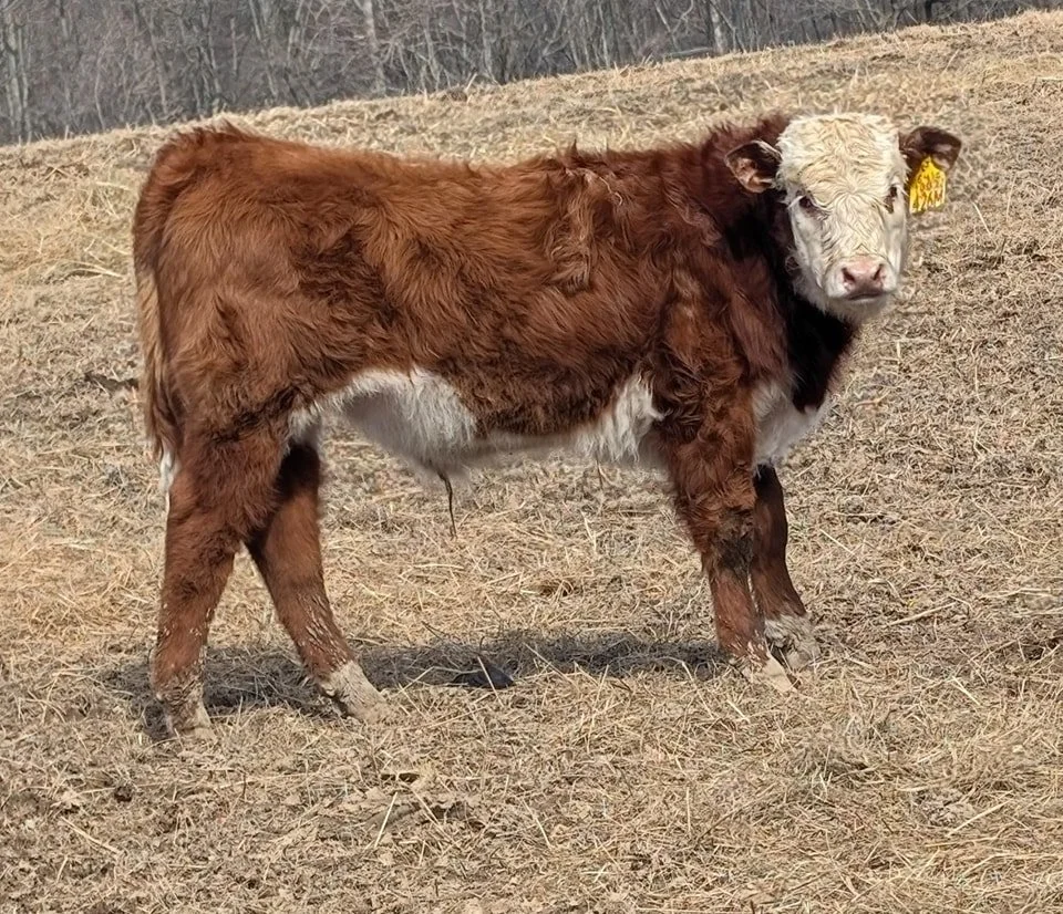 More nice bull calves
