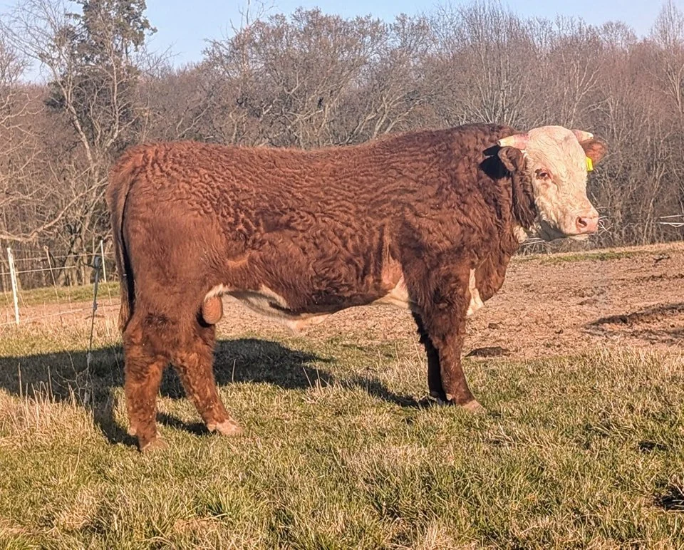 JC L1 Advance 1002J 344L
He will help you make heavy weight calves and sire beautiful baldie females. His dam is one of our best producers. He is Top 3% or better on Weaning and Yearling. Top 15% or better on all of the Profit indexes.
#makingherefor