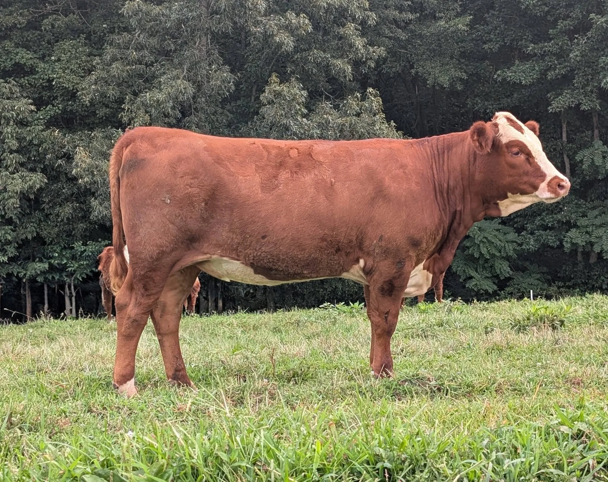 We want your opinion. Please vote in the comments. DOES SHE HAVE TOO MUCH RED?  When we bought her sire we knew he had more red on his face than what we preferred. But he excelled in several more important traits that we needed. We try to breed for r