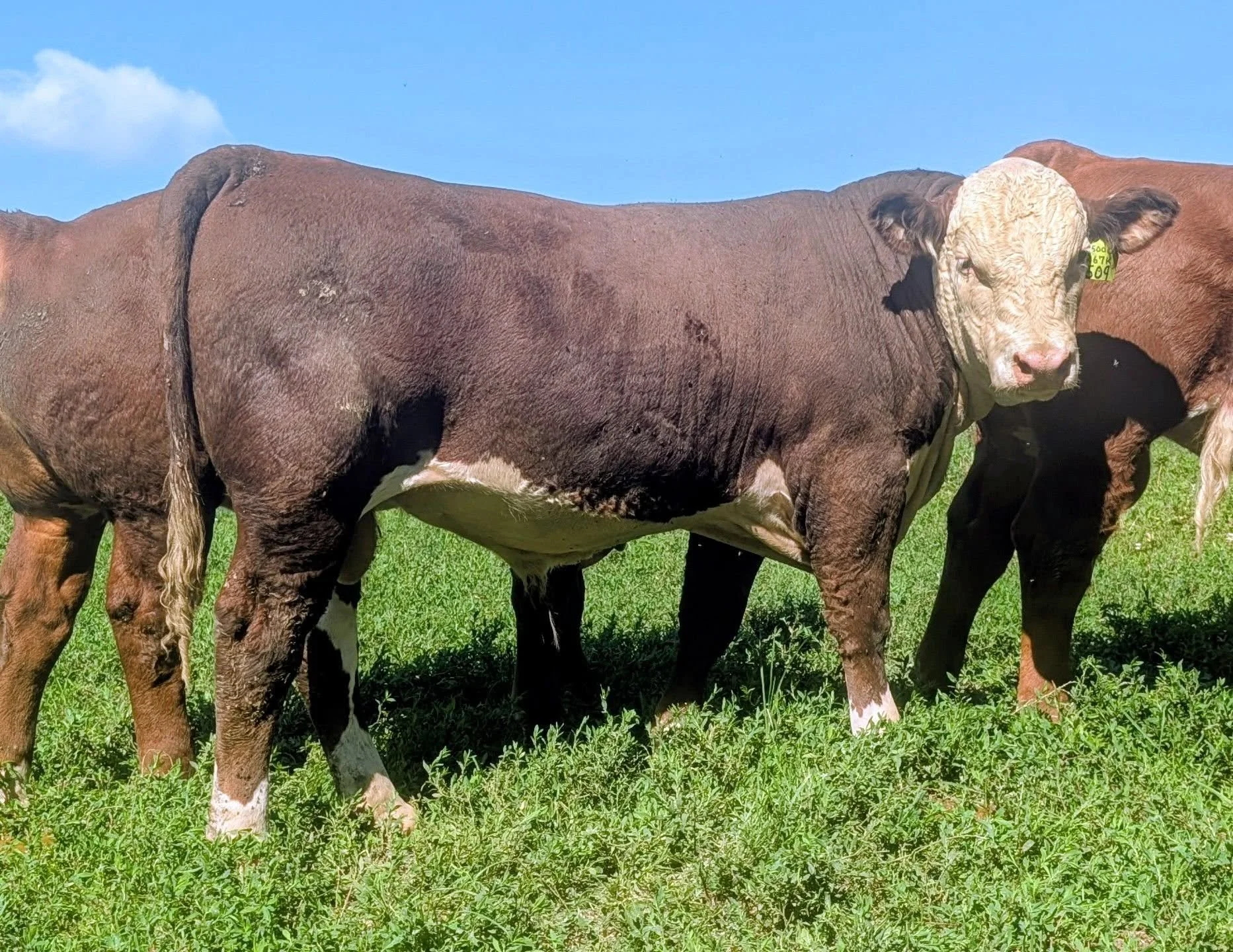 Our fall bull calves are coming on!. This one (N509) is a son of CL 1 Domino 267K and out of Churchill Lady 500C. He is part of our best group ever. They will be available this fall.
#makingherefordsbettersince1938 
#2025borncoleybulls