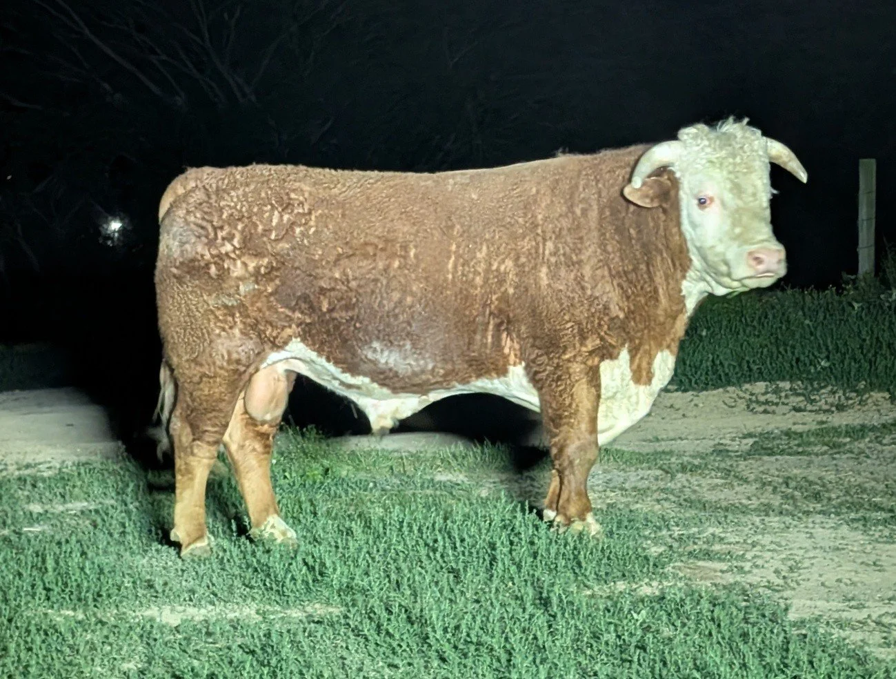JC L1 STAR DOMINO M8086 201K (44447481)
Available by private treaty
Location: Lafayette TN 
+$511 (top 4%) Baldy Maternal Index,  plus top 1% Marbling, top 10% calving ease and birth wt. and top 6% carcass . 
He should sire money making steers and fu