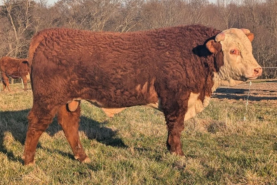 FOR SALE PRIVATE TREATY at Coley Herefords, Lafayette TN 
JC L1 ADVANCE 943G 333L
333L has calving ease and performance in a moderate frame size. 
Come check out him and the others at 140 Morgan Rd, Lafayette TN 
#makingherefordsbettersince1938
#2023