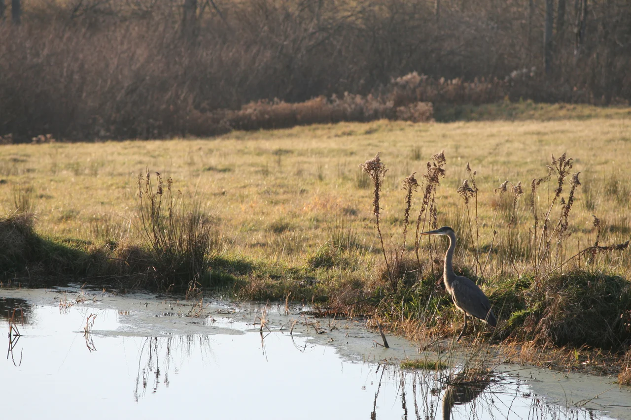 Blue Heron on our pond