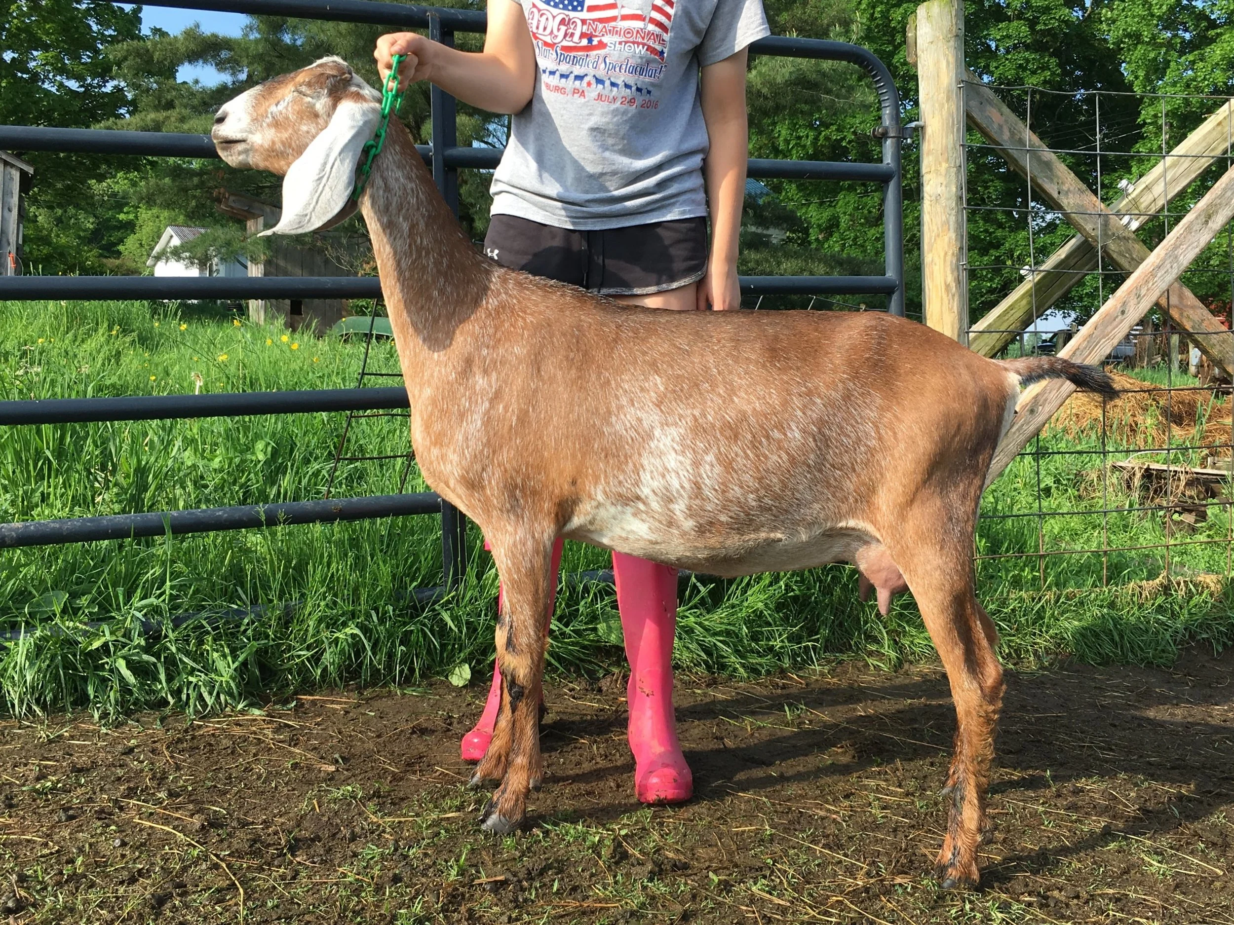 Eloquence as a yearling milker 2018