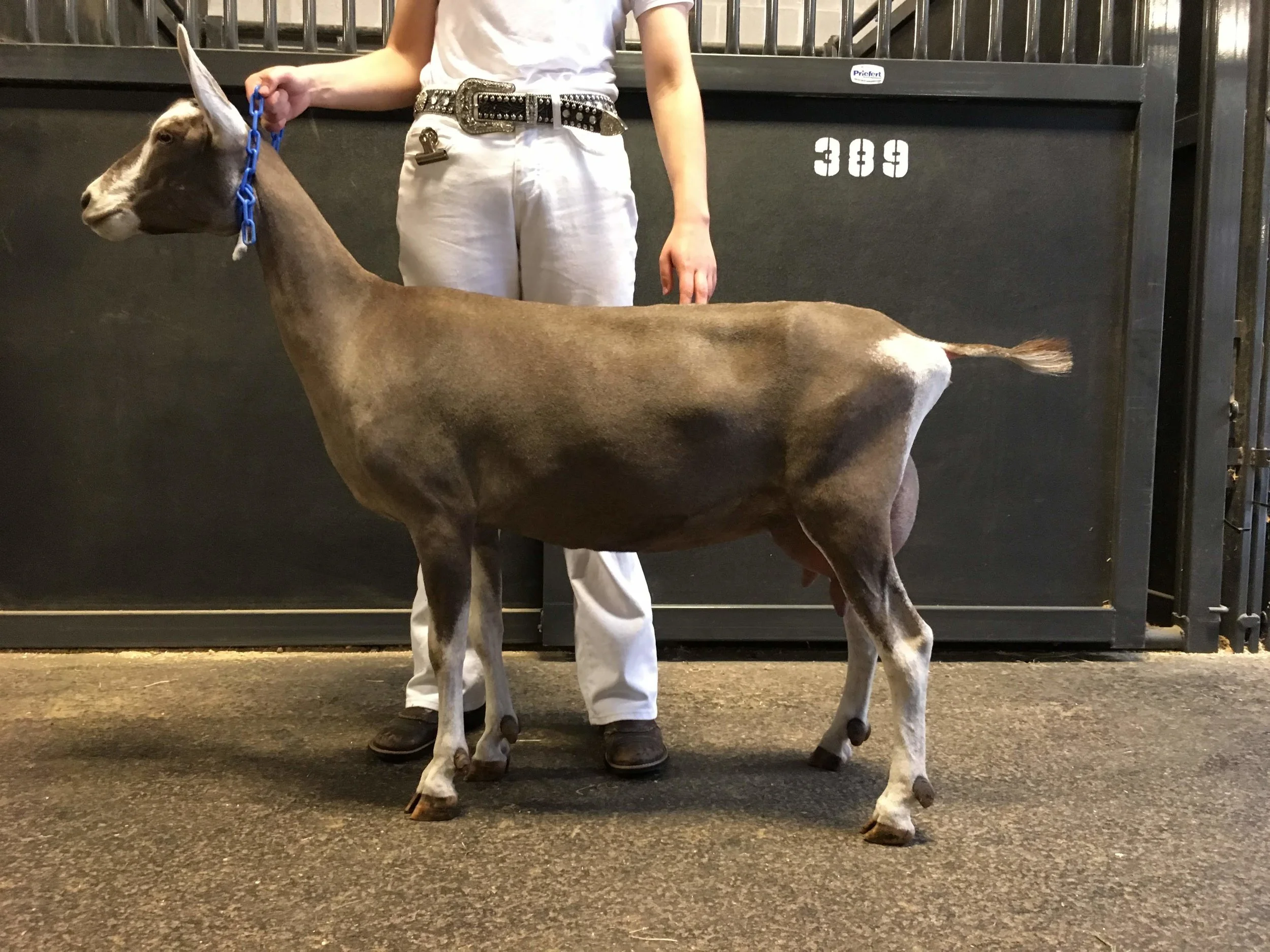 2018 ADGA National Show 11th place yearling milker