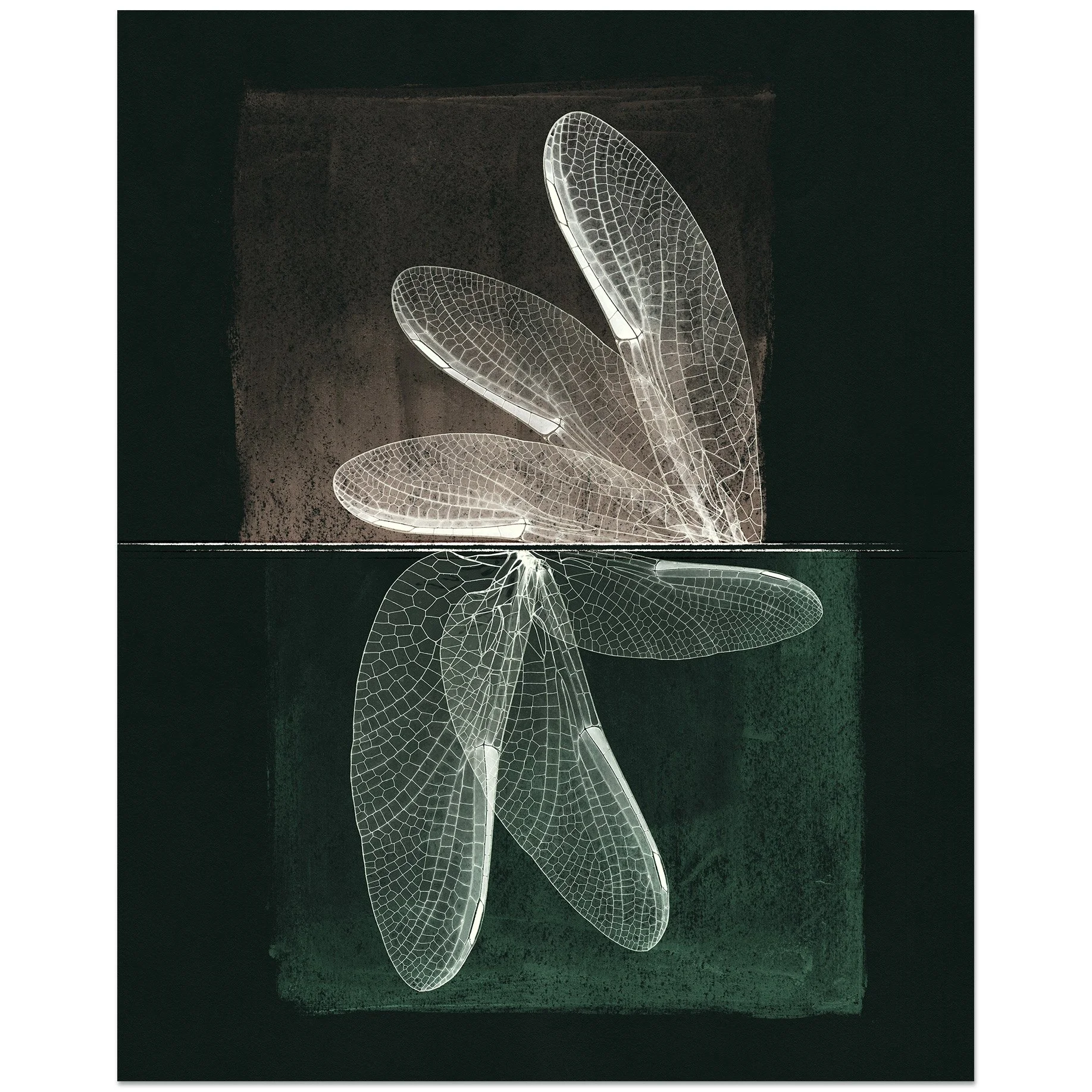 Dragonfly 8x10.jpg
