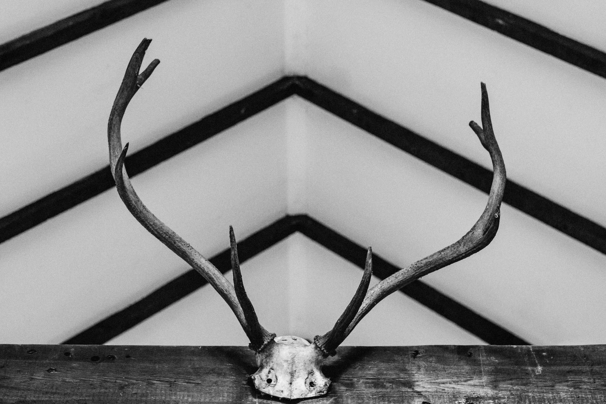 Antlers 