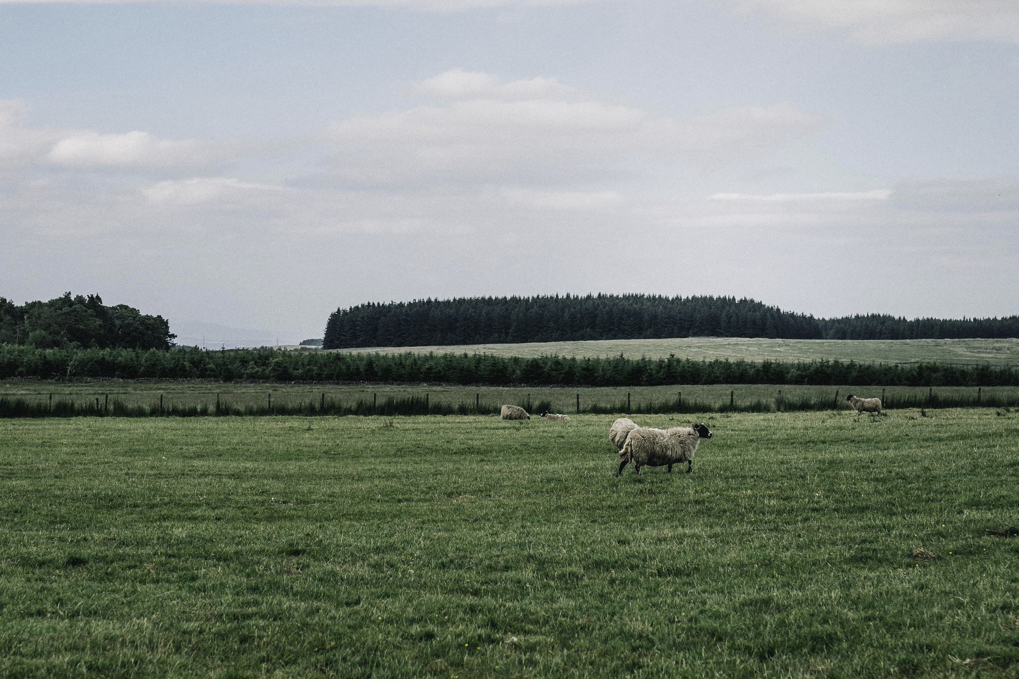 Sheep in a field