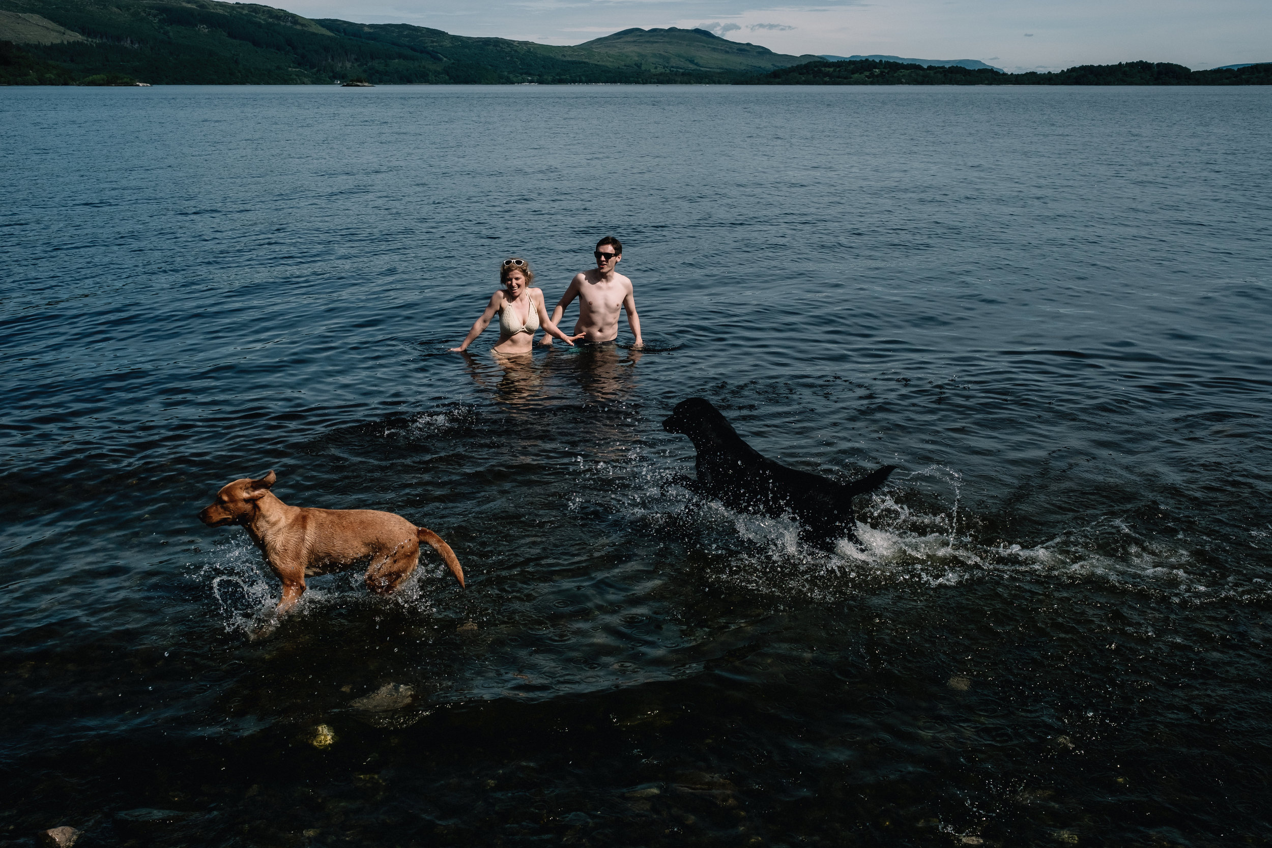 Bride, groom and two labradors swimming in Loch Lomond