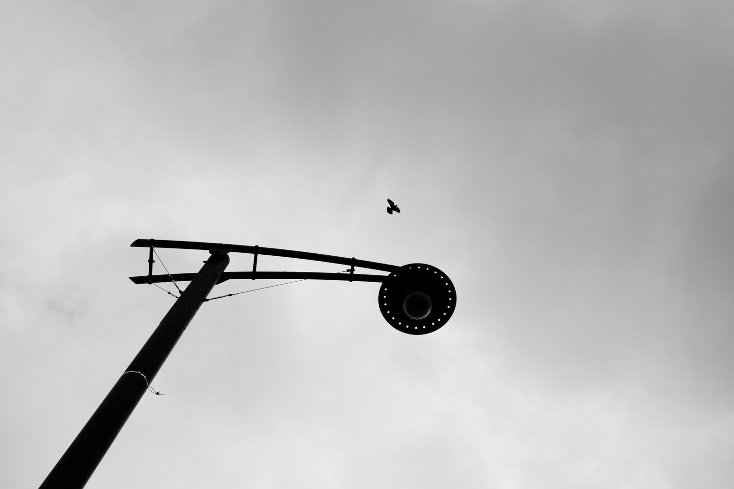 A bird flies past a street lamp in Glasgow city cetnre