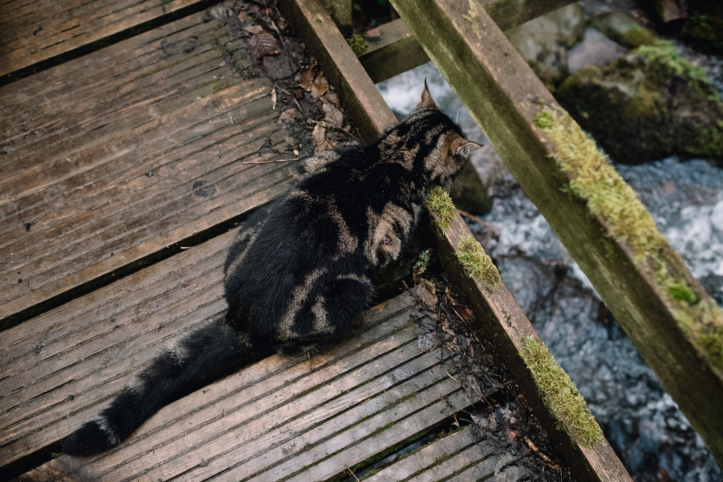  A tabby cat sits on a brige and looks at the water flowing below. 