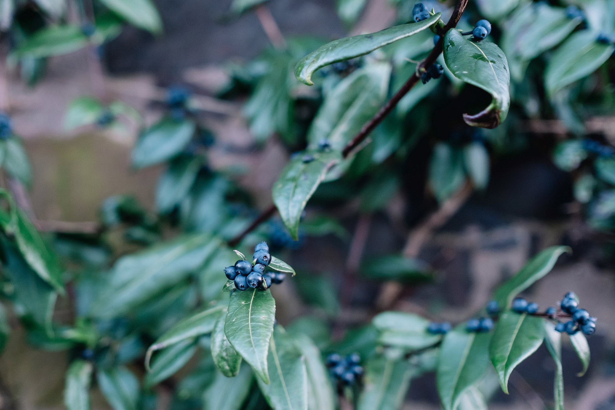  Close up of fruit on branch 