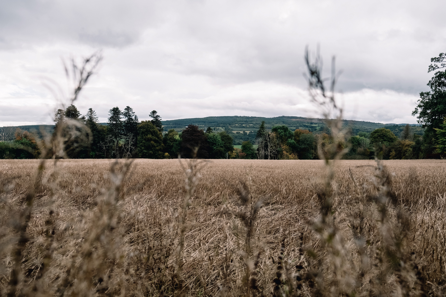 0001-Scotland-wedding-autumn.jpg