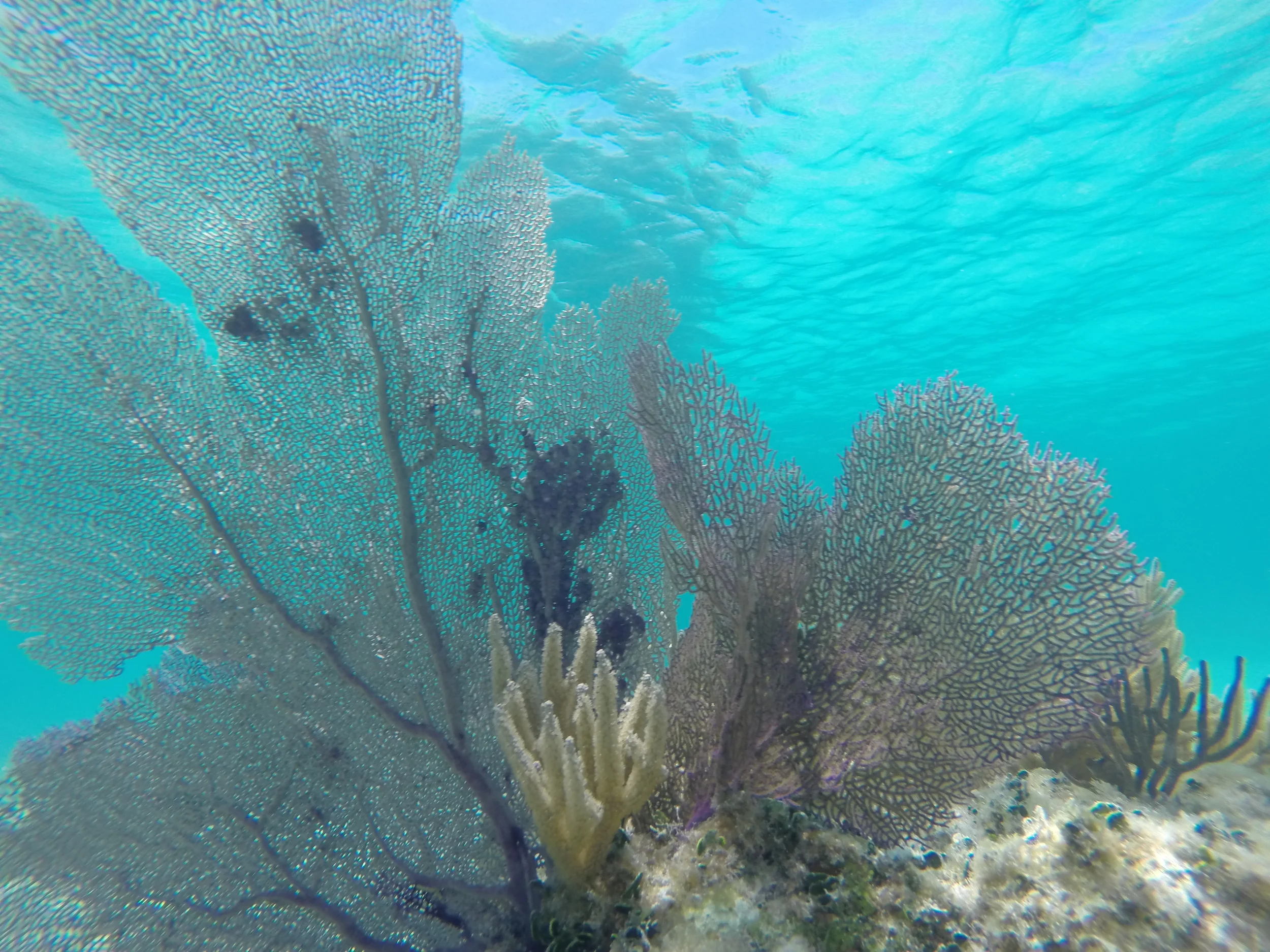 GOPR4273.JPG