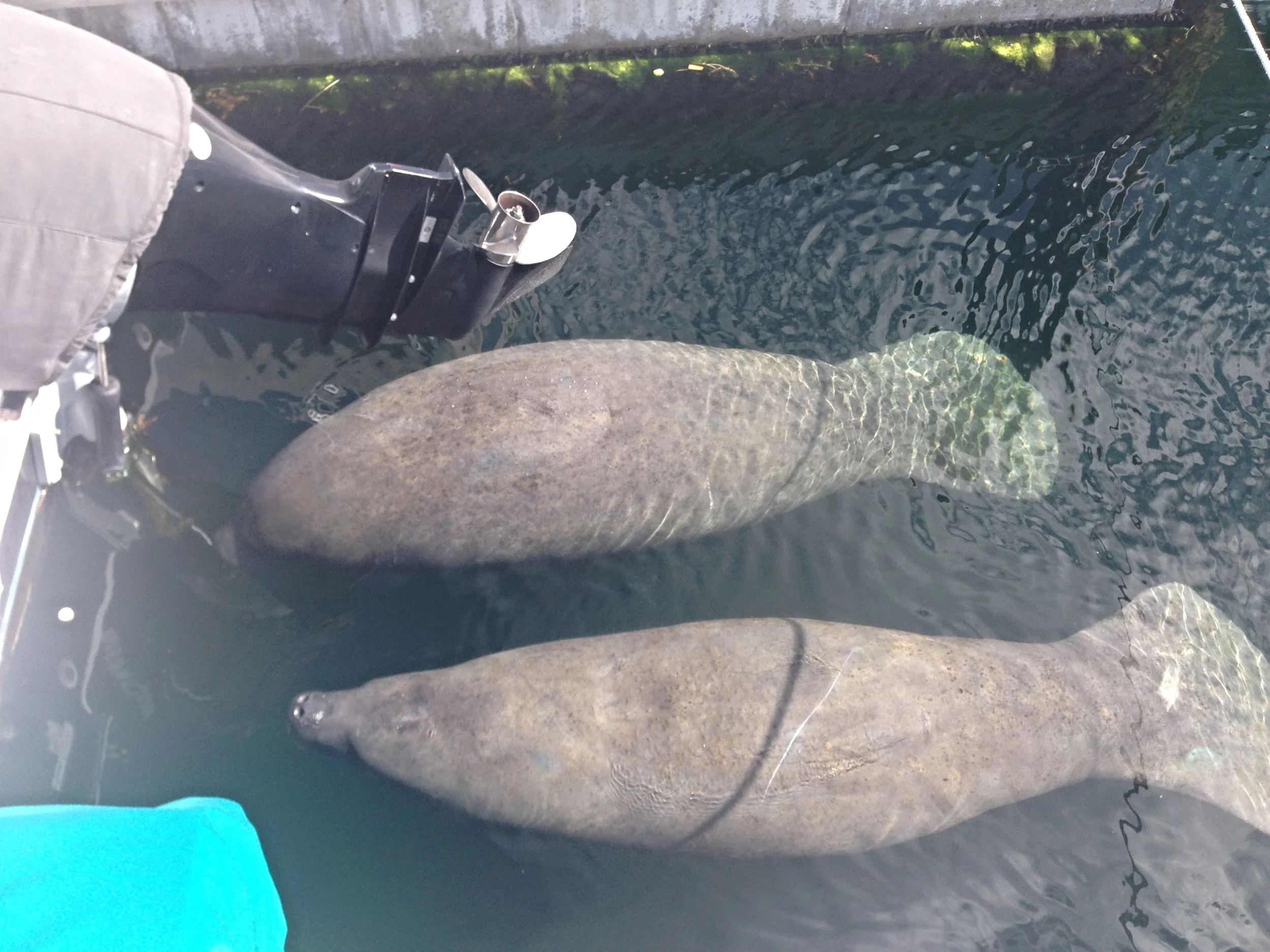 Manatees gathering at Stock Island Marina Village