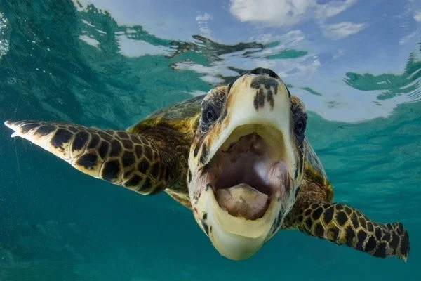 happy turtle.jpg